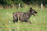 BOUVIER DES ARDENNES 403
